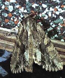 Réf. 264 921 : Apamea monoglypha